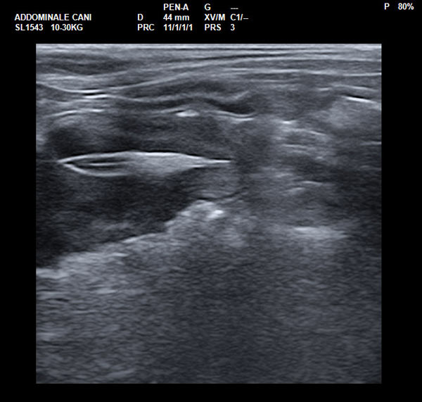 assin ecografia addominale cane